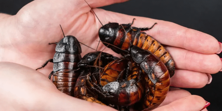 La «leche de cucarachas» podría salvar la humanidad