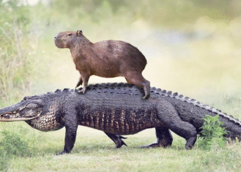 ¿Los capibaras y los cocodrilos son amigos?