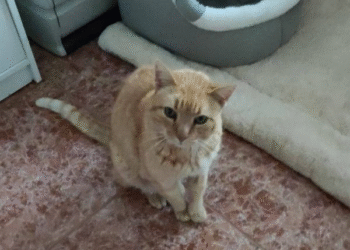 Después de estar 5 años perdido, gato vuelve a su hogar