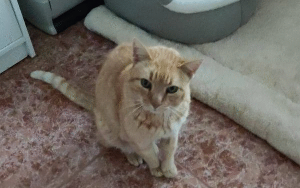 Después de estar 5 años perdido, gato vuelve a su hogar