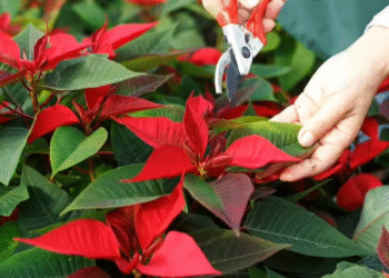 Flores rojas para darle un toque a tu Navidad
