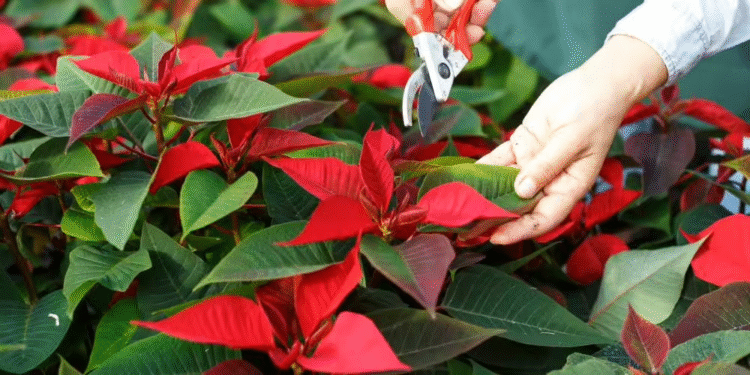 Flores rojas para darle un toque a tu Navidad