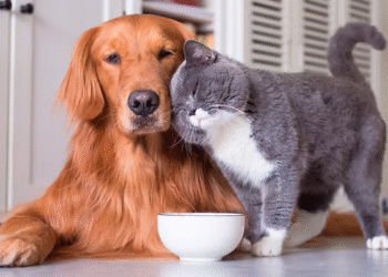 Cómo unir a perros y gatos en un hogar feliz