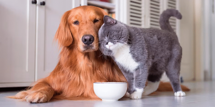 Cómo unir a perros y gatos en un hogar feliz