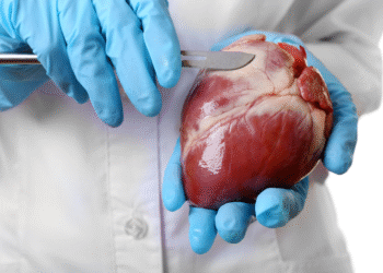 Inventan un parche que ayudaría a regenerar el tejido cardíaco tras un infarto