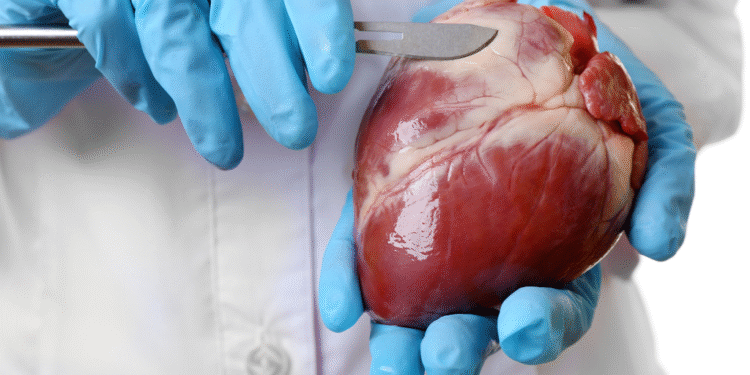 Inventan un parche que ayudaría a regenerar el tejido cardíaco tras un infarto