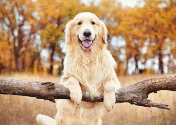 Lo que sentimos humanos y Golden Retriever podrían venir del mismo ADN