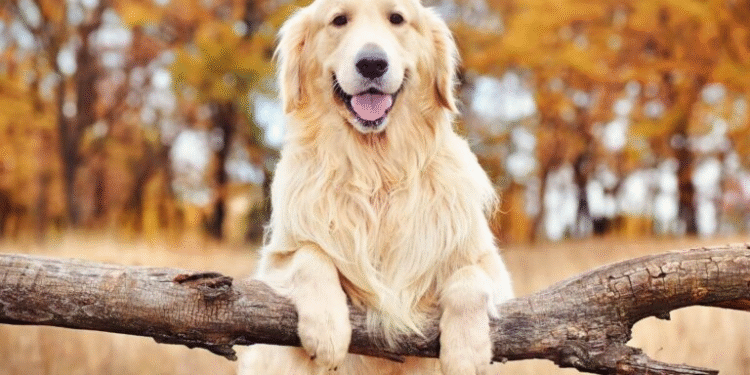 Lo que sentimos humanos y Golden Retriever podrían venir del mismo ADN
