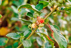 Ashwagandha: La raíz milenaria que calma la ansiedad