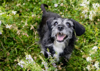 ¿A qué edad comienza realmente la vejez de mi perro?
