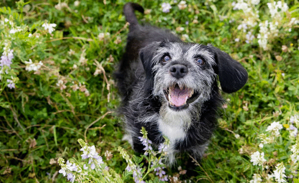 ¿A qué edad comienza realmente la vejez de mi perro?