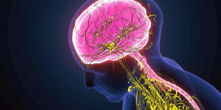 ¿Cómo cambia el cerebro humano al llegar la medianoche?