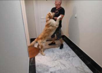 Cómo enseñar a tu perro a decir «hola» sin saltos