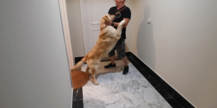 Cómo enseñar a tu perro a decir «hola» sin saltos