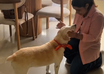 Perrita que estuvo perdida casi 10 años se vuelve viral tras reencontrarse con antigua dueña