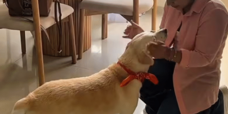 Perrita que estuvo perdida casi 10 años se vuelve viral tras reencontrarse con antigua dueña