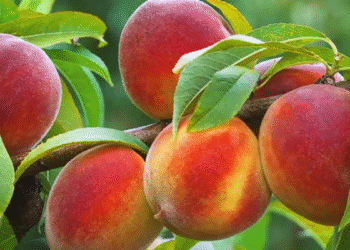 Cómo la «Fruta de los Dioses» ayuda a prevenir el cáncer y bajar de peso