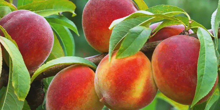 Cómo la «Fruta de los Dioses» ayuda a prevenir el cáncer y bajar de peso
