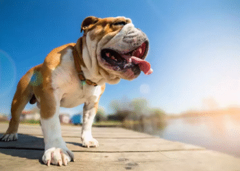 La temperatura exacta en que el calor se vuelve peligro para tu perro