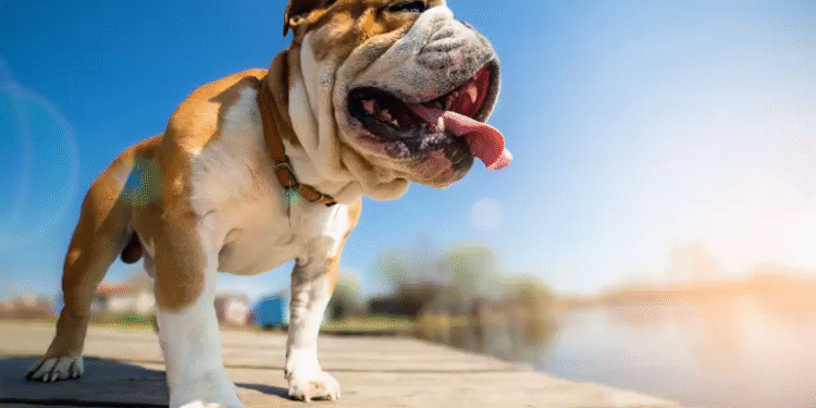 La temperatura exacta en que el calor se vuelve peligro para tu perro