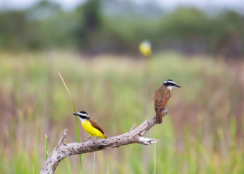 Una familia de aves cautiva a investigadores de todo el mundo