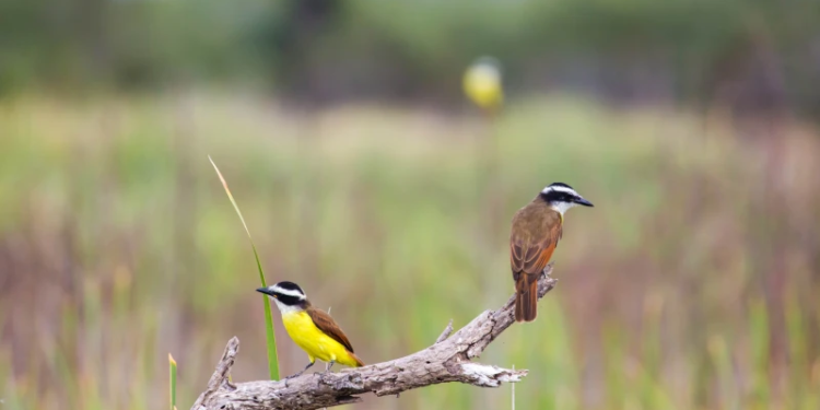 Una familia de aves cautiva a investigadores de todo el mundo