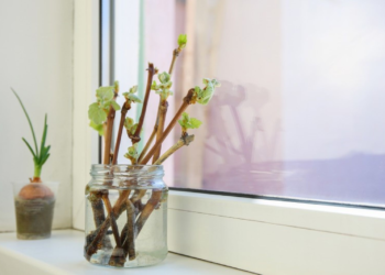 El truco de la abuela para hacer crecer plantas en tiempo récord