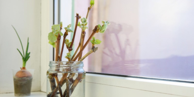 El truco de la abuela para hacer crecer plantas en tiempo récord