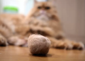 Truco para combatir las bolas de pelo en gatos
