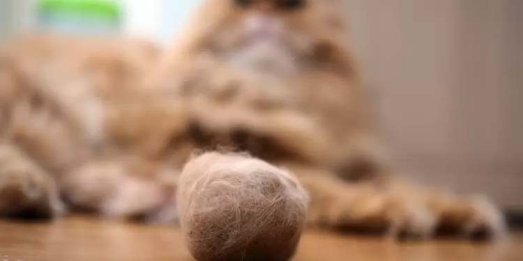 Truco para combatir las bolas de pelo en gatos