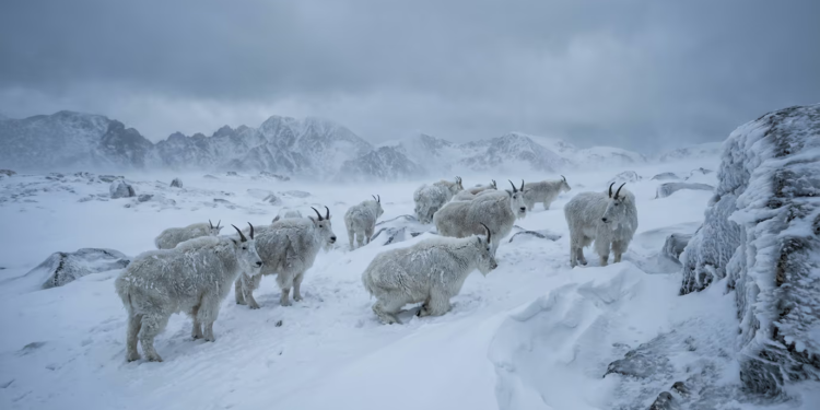 Frío extremo provoca congelación instantánea de animales
