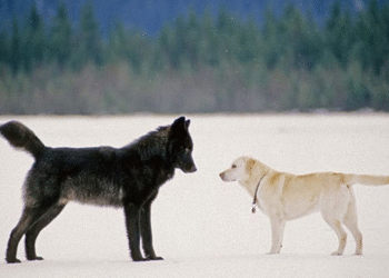 ¿Es cierto que todos los perros tienen ADN de lobo?