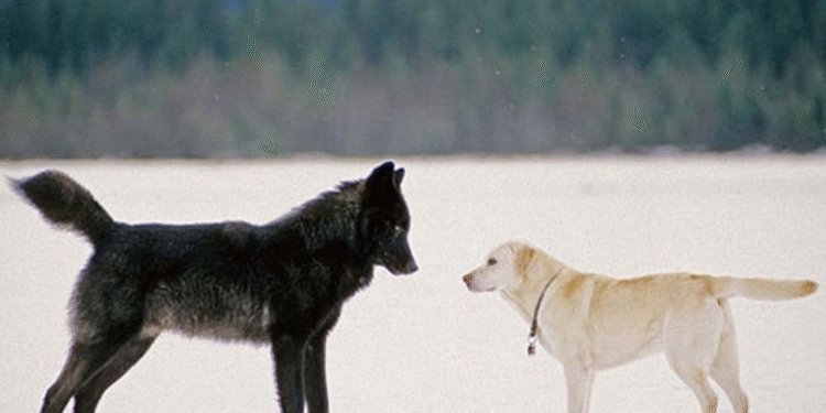 ¿Es cierto que todos los perros tienen ADN de lobo?