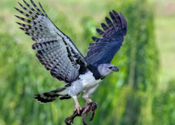 Una de las aves más poderosas de Sudamérica reaparece tras 30 años