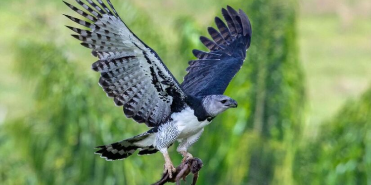 Una de las aves más poderosas de Sudamérica reaparece tras 30 años