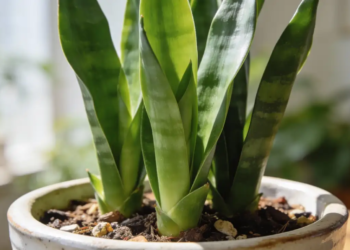 Por qué se recomienda poner azúcar en las plantas de serpiente 