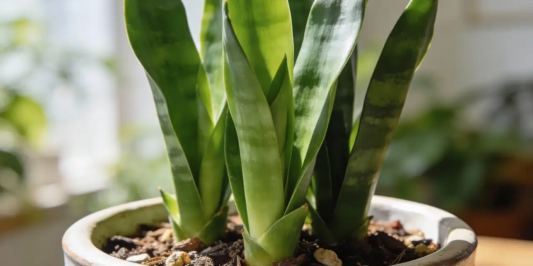 Por qué se recomienda poner azúcar en las plantas de serpiente 