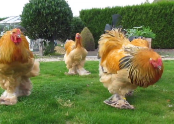 Pollo Brahma está entre los más grandes jamás registrados en el mundo