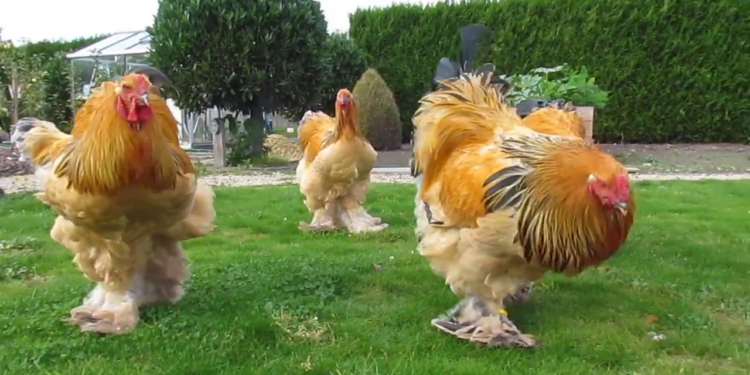 Pollo Brahma está entre los más grandes jamás registrados en el mundo