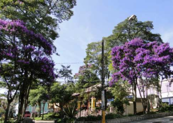 El árbol perfecto para las aceras: lleno de flores y no agrieta el pavimento
