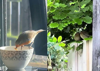 Pájaro que visitaba diariamente a una mujer forma una familia y regresa para presentar a su polluelo