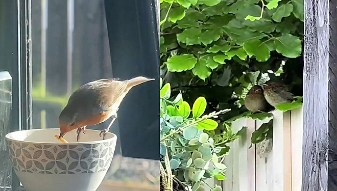 Pájaro que visitaba diariamente a una mujer forma una familia y regresa para presentar a su polluelo