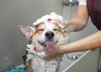 Revelan la frecuencia exacta para bañar a tu perro