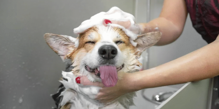 Revelan la frecuencia exacta para bañar a tu perro