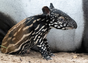 El nacimiento de este mamífero en peligro de extinción hace historia: llevan 20 años luchando por su conservación