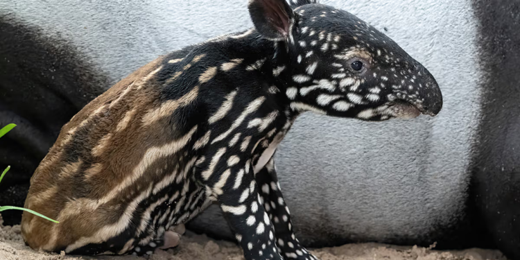 El nacimiento de este mamífero en peligro de extinción hace historia: llevan 20 años luchando por su conservación