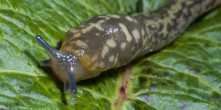 ¿Qué significa cuando aparecen babosas dentro de la casa?