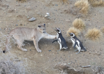 Pumas de la Patagonia sobreviven gracias a los pingüinos