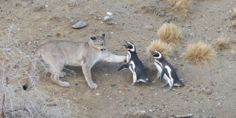 Pumas de la Patagonia sobreviven gracias a los pingüinos