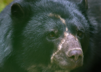 Murió el oso andino llamado «Tamá» justo antes de ser liberado